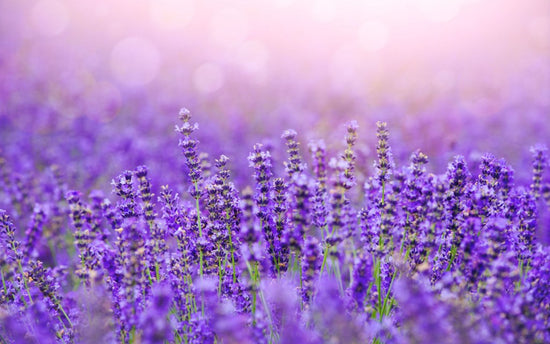 Lavender