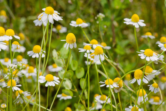 Chamomile