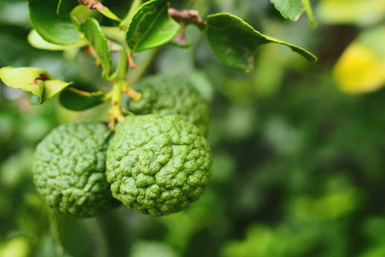 Bergamot